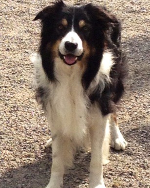 Super snygga Ludde pappa till Kull A 