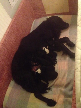 Soya med valparna några timmar gamla